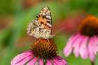 Painted Lady (Vanessa cardui) on Purple Coneflower -Marion County-Illinois Art Print